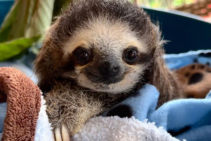 Sloths and Coffee: Tour to a Wildlife Sanctuary and a Coffee Farm - Photo 1 of 25